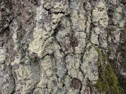 Attēlu rezultāti vaicājumam “Pertusaria flavida”