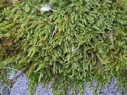 Attēlu rezultāti vaicājumam “Hypnum cupressiforme”