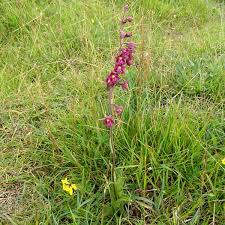 Attēlu rezultāti vaicājumam “Epipactis atrorubens flower”