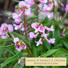 Attēlu rezultāti vaicājumam “Lathyrus vernus bud”