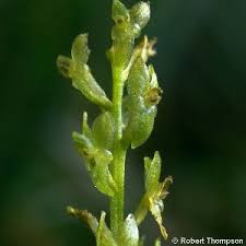 Attēlu rezultāti vaicājumam “Hammarbya paludosa fruit”