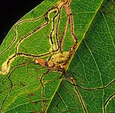 Attēlu rezultāti vaicājumam “Lyonetia clerkella”