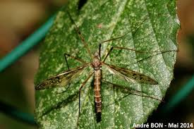 Attēlu rezultāti vaicājumam “Epiphragma ocellare”