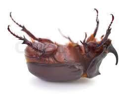 Attēlu rezultāti vaicājumam “Oryctes nasicornis male”