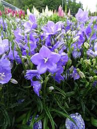 Image result for Campanula persicifolia