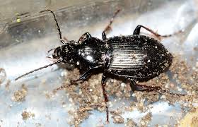 Attēlu rezultāti vaicājumam “Pterostichus oblongopunctatus”