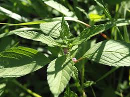 Attēlu rezultāti vaicājumam “Galeopsis bifida leaf”