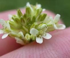 Attēlu rezultāti vaicājumam “Arabis glabra leaf”