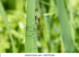 Attēlu rezultāti vaicājumam “Tipulidae male”