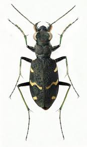 Attēlu rezultāti vaicājumam “Cicindela sylvatica”