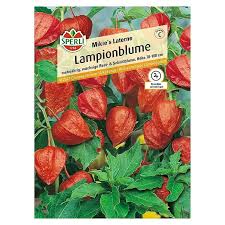 Image result for Lampionblume