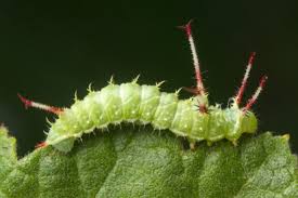 Attēlu rezultāti vaicājumam “Aglia tau”