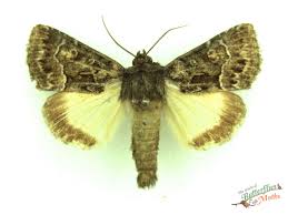 Attēlu rezultāti vaicājumam “Thalpophila matura”