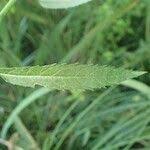 Attēlu rezultāti vaicājumam “Jacobaea paludosa leaf”