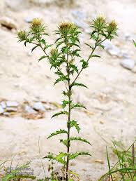 Attēlu rezultāti vaicājumam “Carlina vulgaris”