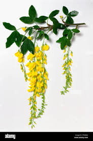 Attēlu rezultāti vaicājumam “Laburnum”