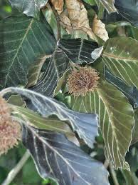 Attēlu rezultāti vaicājumam “Fagus sylvatica fo. purpurea fruit”