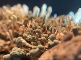 Attēlu rezultāti vaicājumam “Penicillium vulpinum”