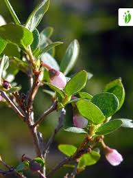 Attēlu rezultāti vaicājumam “Vaccinium uliginosum bud”