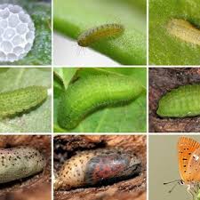 Attēlu rezultāti vaicājumam “Lycaena virgaureae underside”
