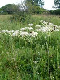 Attēlu rezultāti vaicājumam “Laserpitium prutenicum”
