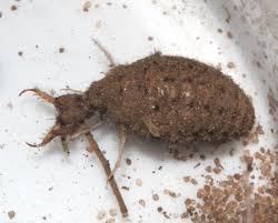 Attēlu rezultāti vaicājumam “Myrmeleontidae larva”