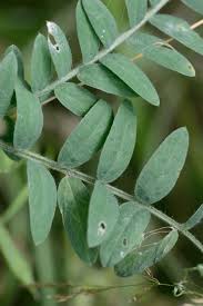 Attēlu rezultāti vaicājumam “Vicia cracca leaf”