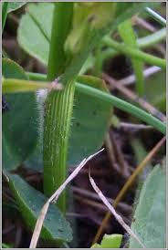 Attēlu rezultāti vaicājumam “Carex hirta female flower”
