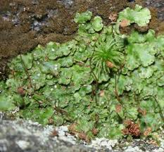 Attēlu rezultāti vaicājumam “Reboulia hemisphaerica”