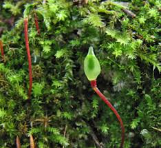 Attēlu rezultāti vaicājumam “Buxbaumia”