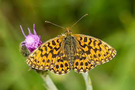 Attēlu rezultāti vaicājumam “Argynnis adippe female”