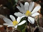 <b>Sanguinaria</b> canadensis