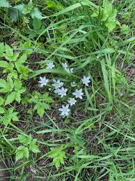 Attēlu rezultāti vaicājumam “Ornithogalum umbellatum”