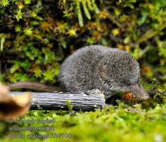 Attēlu rezultāti vaicājumam “Sorex sp.”