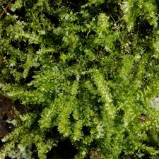 Attēlu rezultāti vaicājumam “Plagiothecium denticulatum”