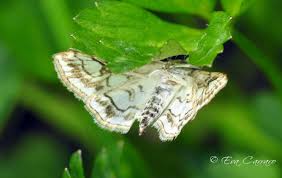 Attēlu rezultāti vaicājumam “Elophila nymphaeata”