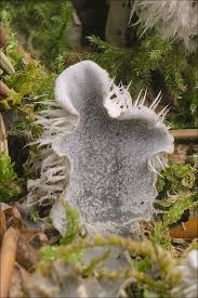 Attēlu rezultāti vaicājumam “Peltigera canina”