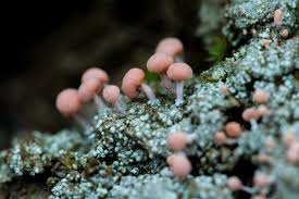 Attēlu rezultāti vaicājumam “Dibaeis baeomyces”