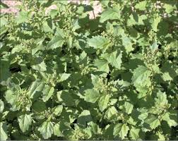 Attēlu rezultāti vaicājumam “Chenopodium acerifolium leaf”