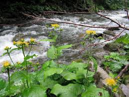 Image result for Telekia speciosa