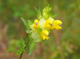 Attēlu rezultāti vaicājumam “Rhinanthus serotinus flower”