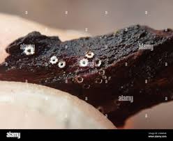 Attēlu rezultāti vaicājumam “Stictis”