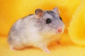 Image result for хомек