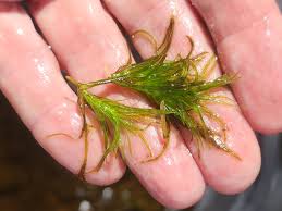 Attēlu rezultāti vaicājumam “Najas flexilis”