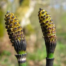 Attēlu rezultāti vaicājumam “Equisetum hyemale”