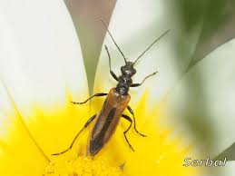 Attēlu rezultāti vaicājumam “Oedemera femorata”