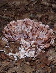 Image result for Podoscypha multizonata