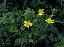 Attēlu rezultāti vaicājumam “Ranunculus elatior”