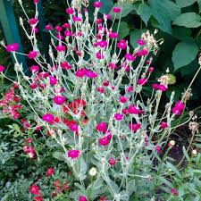 Image result for Lychnis coronaria