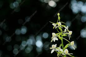 Attēlu rezultāti vaicājumam “Platanthera bifolia flower”